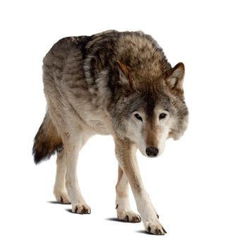 Abstammung vom Wolf
